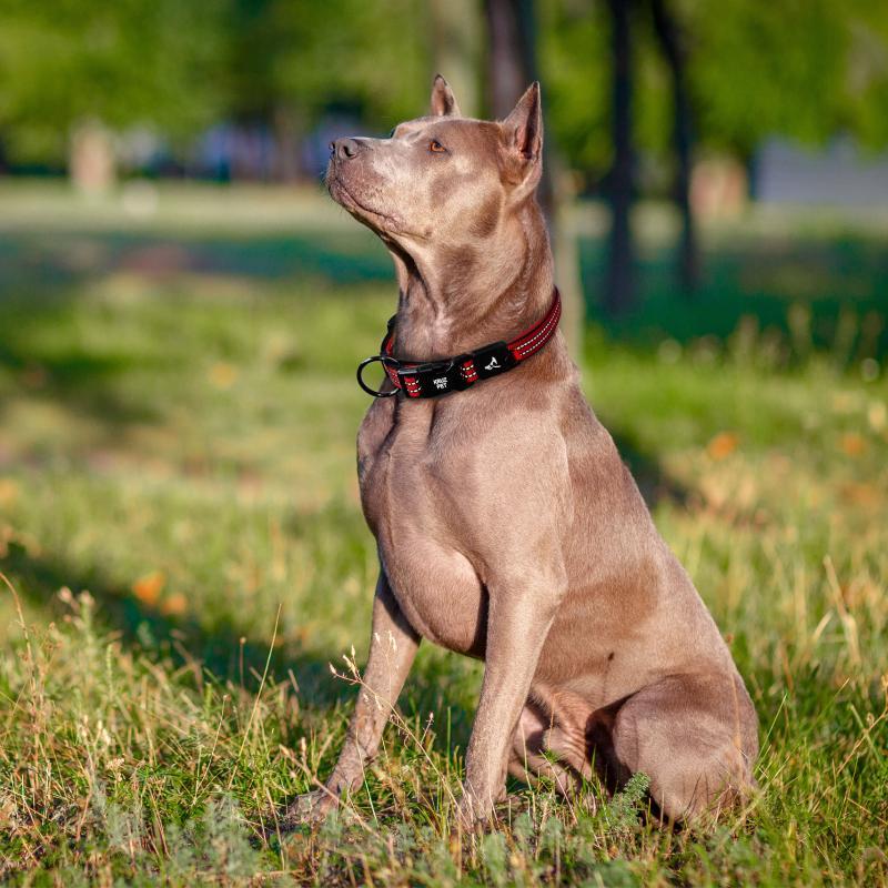 Reflective Nylon O-Ring Collar