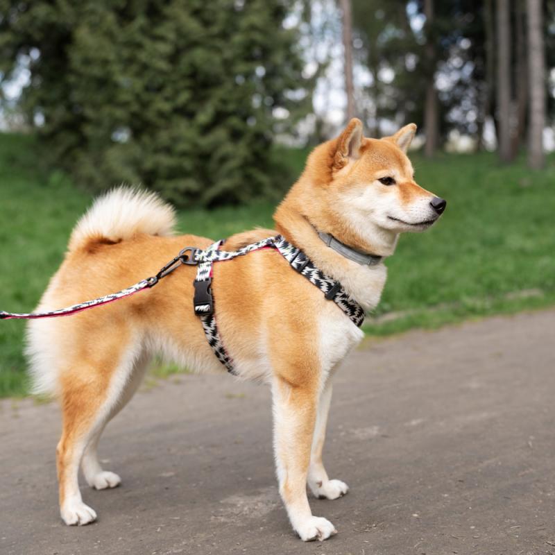 Harnessing Safety and Comfort: The Importance of Dog Harnesses