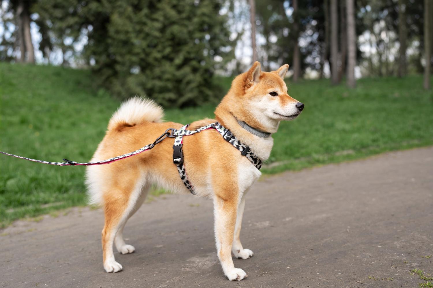 Harnessing Safety and Comfort: The Importance of Dog Harnesses