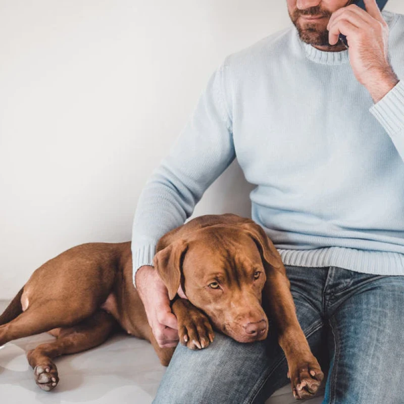 The Importance of Pet ID Tags: Keeping Your Furry Friends Safe and Secure