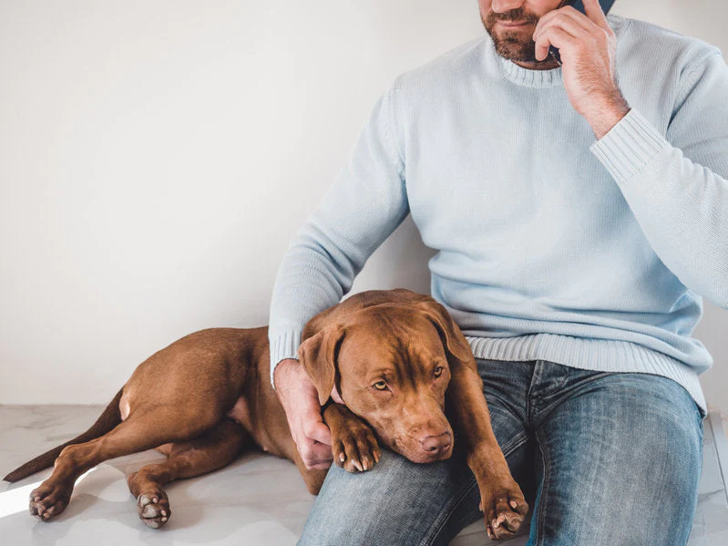 The Importance of Pet ID Tags: Keeping Your Furry Friends Safe and Secure