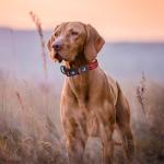 Reflective Nylon O-Ring Collar