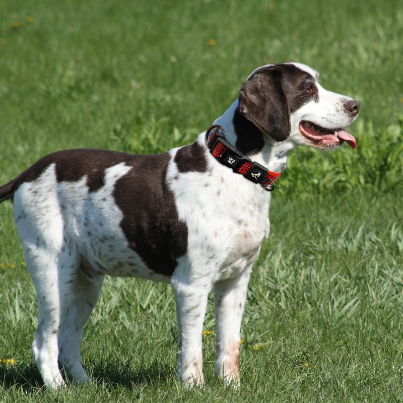 Reflective Nylon O-Ring Collar