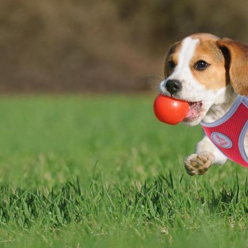 3 Must-Have Dog Products Online That You Should Get For Your New Puppy