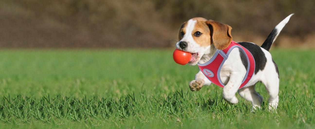 3 Must-Have Dog Products Online That You Should Get For Your New Puppy