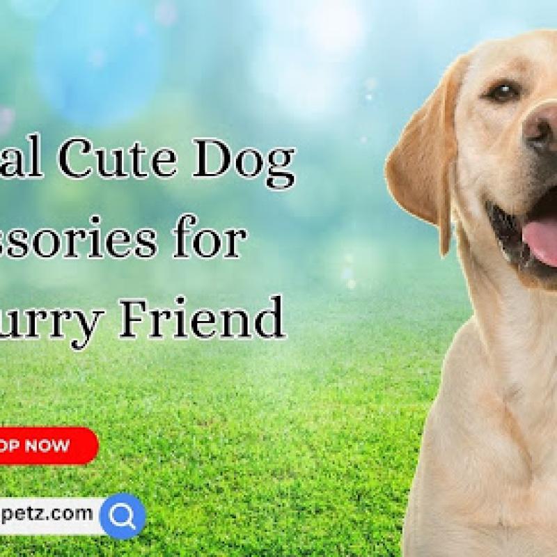 Essential Cute Dog Accessories for Your Furry Friend